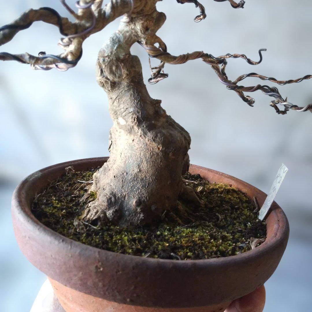 ミニ盆栽、盆栽、植木、植物、雑木、山野草、盆栽鉢