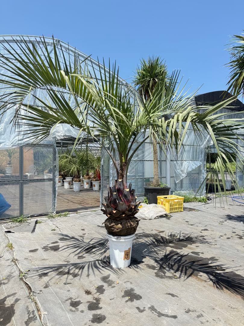 ココスヤシシルバーリーフ 【極太】葉先180cm 幹回り120cm 幹高50cm