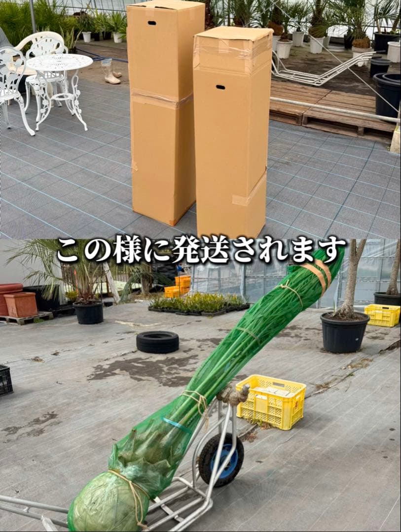 ココスヤシシルバーリーフ 【極太】葉先180cm 幹回り120cm 幹高50cm