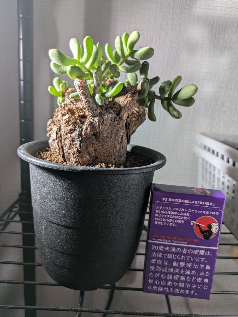 ケラリア ピグマエア 発根済み 鉢発送 大