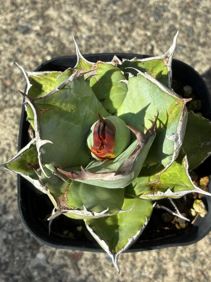 アガベチタノタブルー　実生