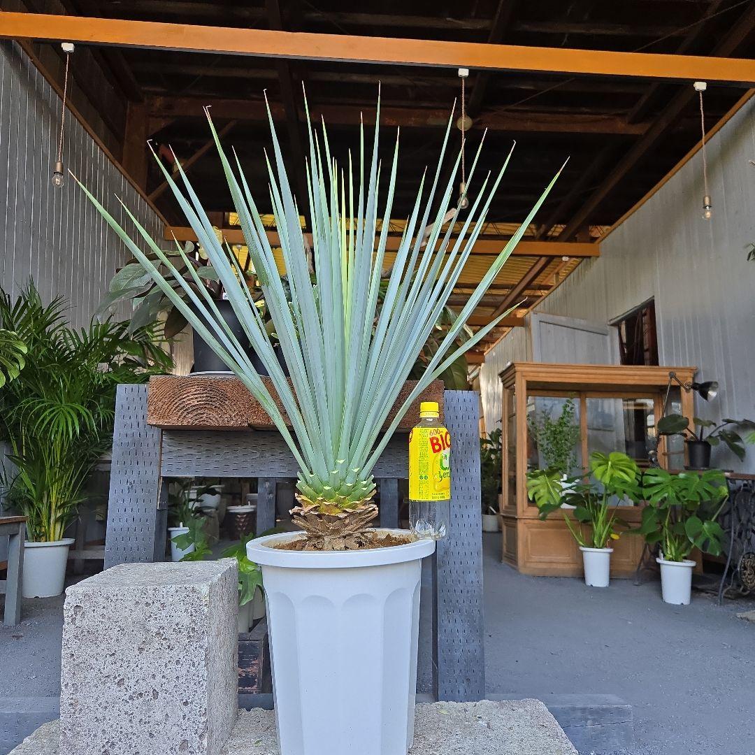 ①　ユッカ　リギダ　10号　特大苗木最高等級極上品‼️