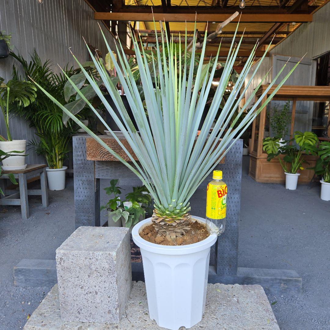 ①　ユッカ　リギダ　10号　特大苗木最高等級極上品‼️