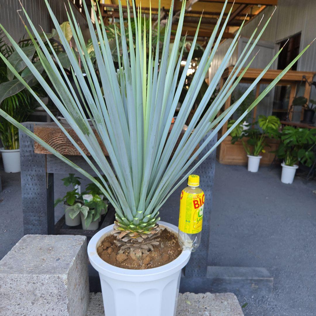 ①　ユッカ　リギダ　10号　特大苗木最高等級極上品‼️