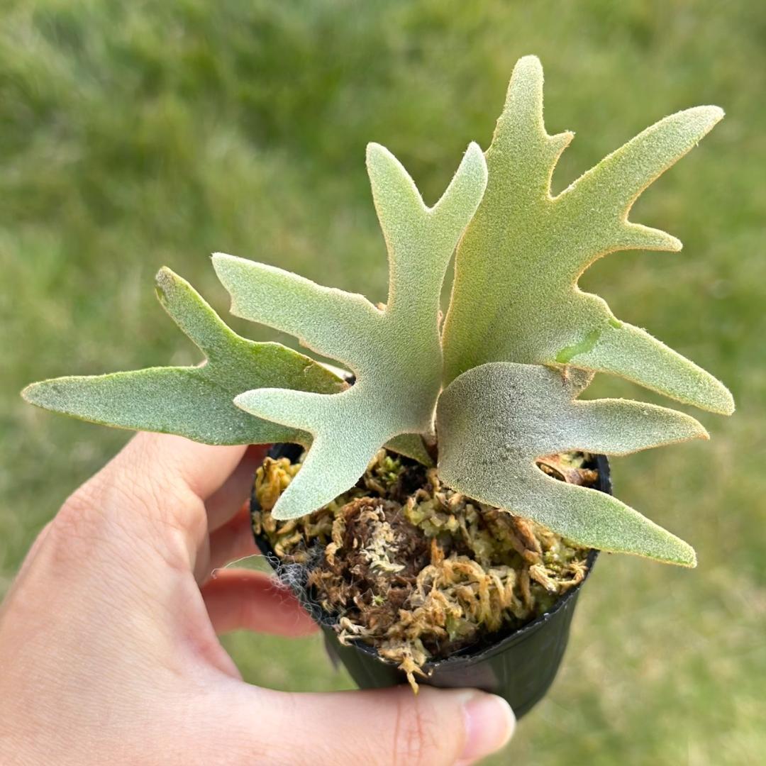 P. willinckii ’Jenny’ TC　3402