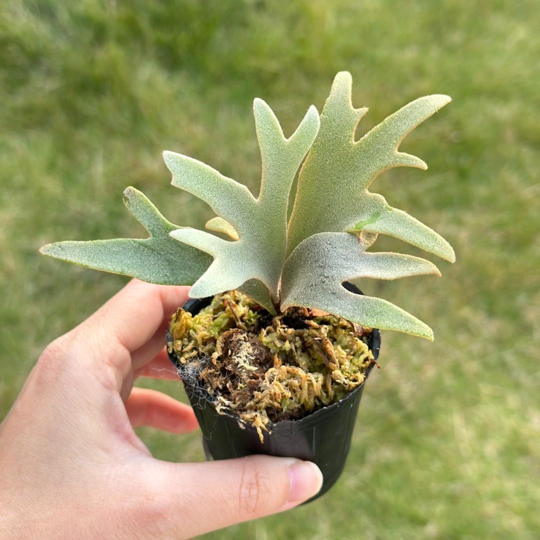 P. willinckii ’Jenny’ TC　3402