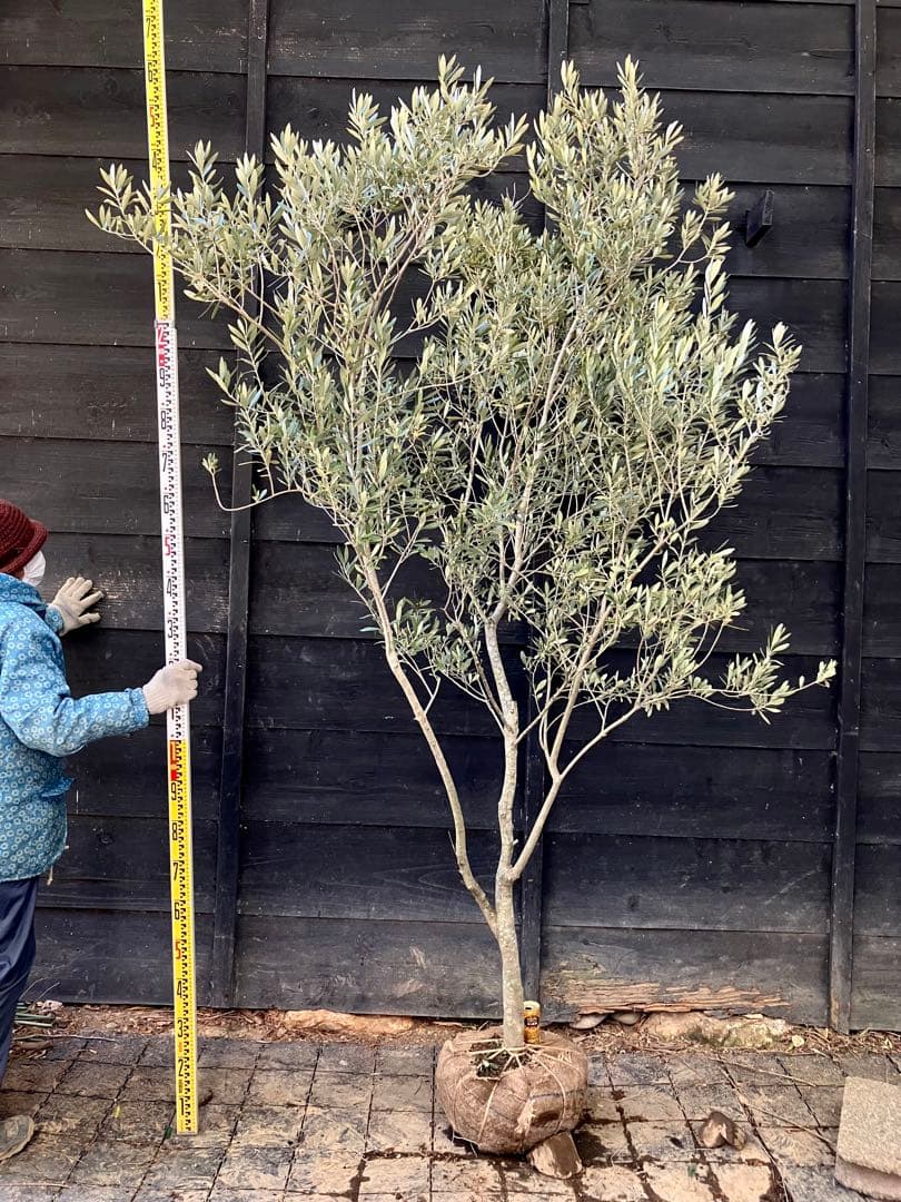 オリーブの木　シプレッシーノ