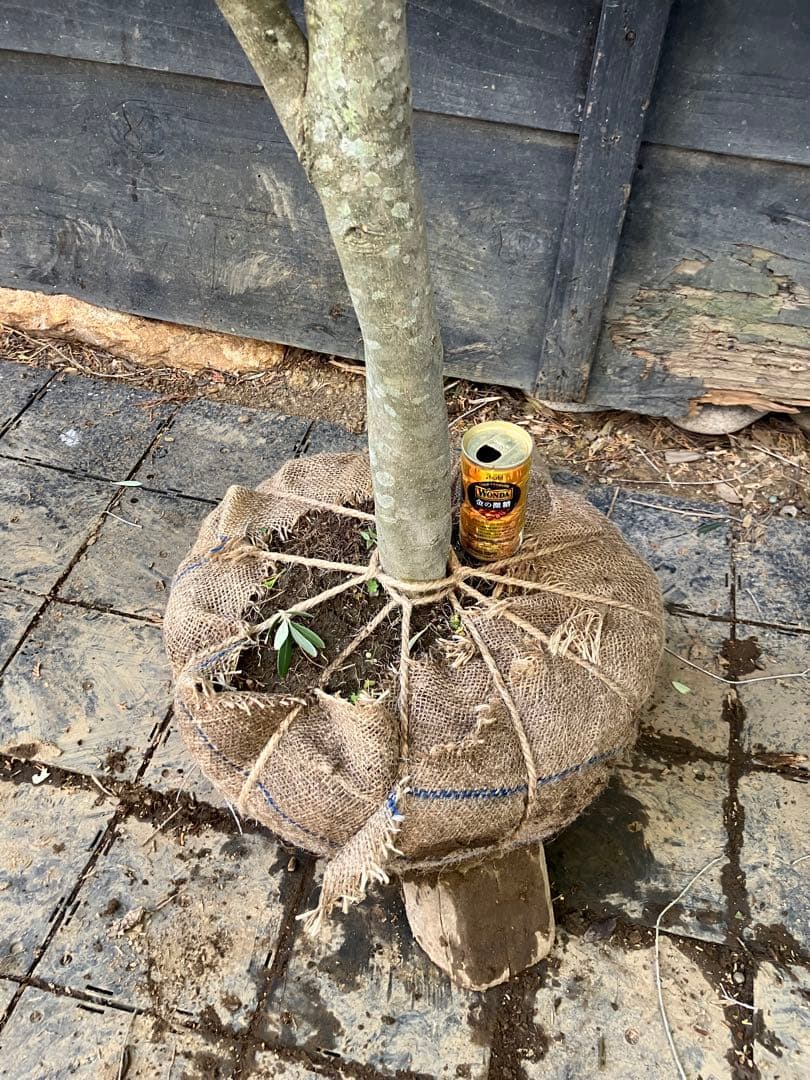 オリーブの木　シプレッシーノ