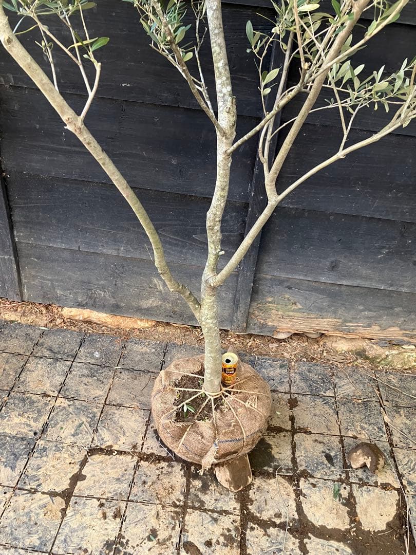 オリーブの木　シプレッシーノ