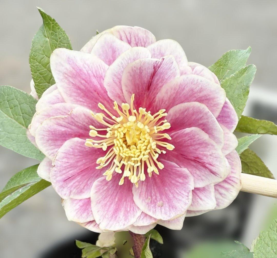 ★札付き★可愛い！ソレイユ　ピンク　ホワイトゴールド覇輪★クリスマスローズ開花株