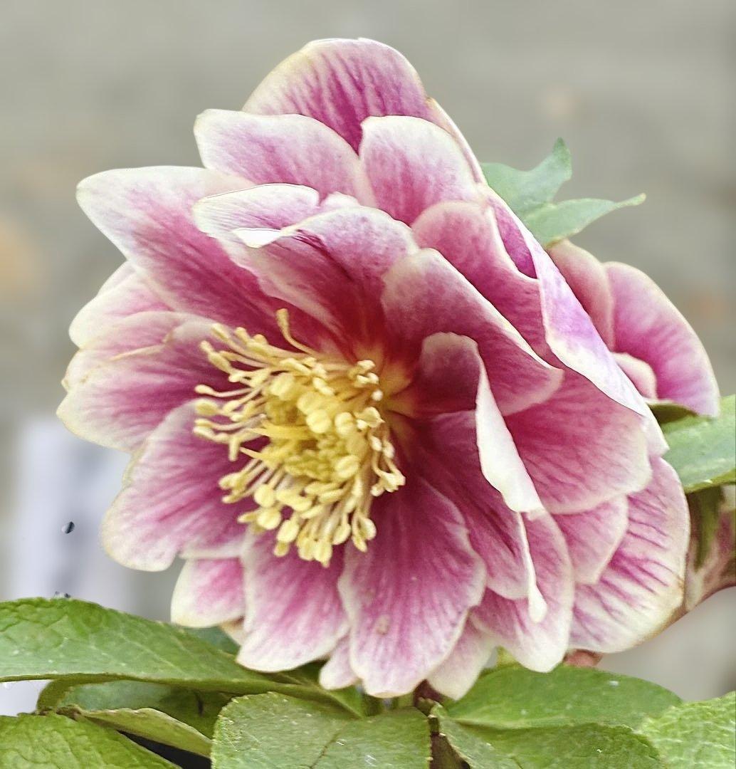 ★札付き★可愛い！ソレイユ　ピンク　ホワイトゴールド覇輪★クリスマスローズ開花株