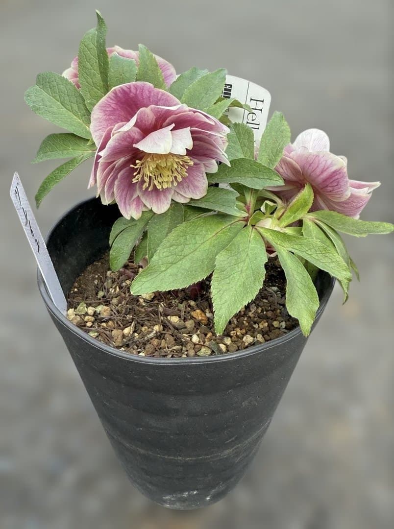 ★札付き★可愛い！ソレイユ　ピンク　ホワイトゴールド覇輪★クリスマスローズ開花株