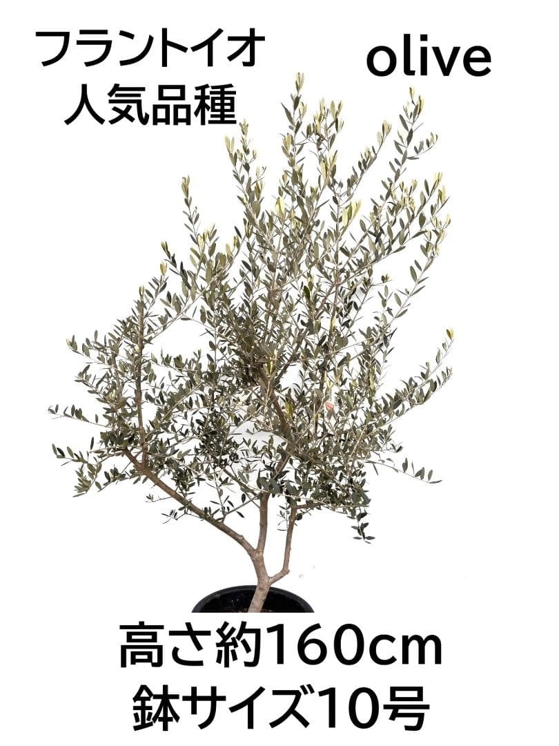 オリーブの木　フラントイオ　10号　約160cm　K-338　人気品種　現品掲載