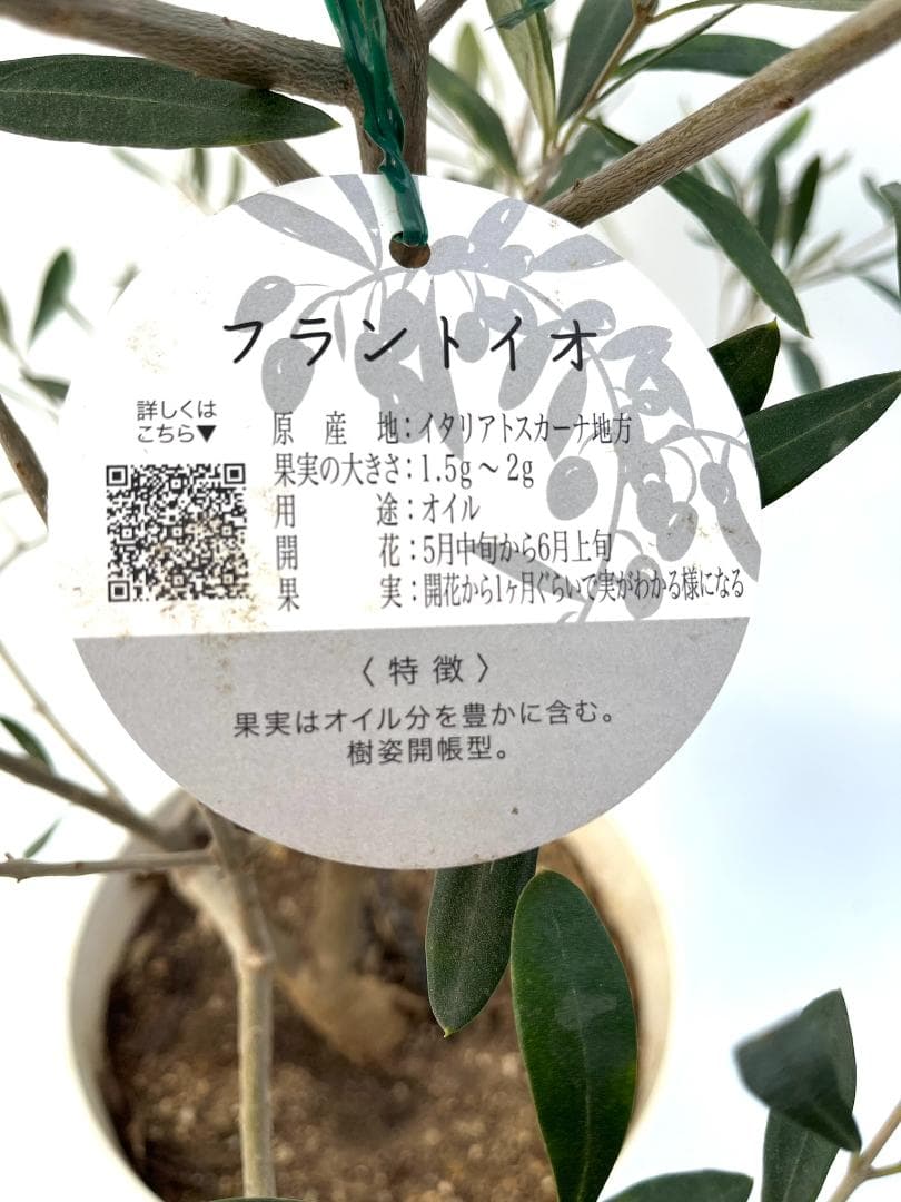 オリーブの木　フラントイオ　10号　約160cm　K-338　人気品種　現品掲載