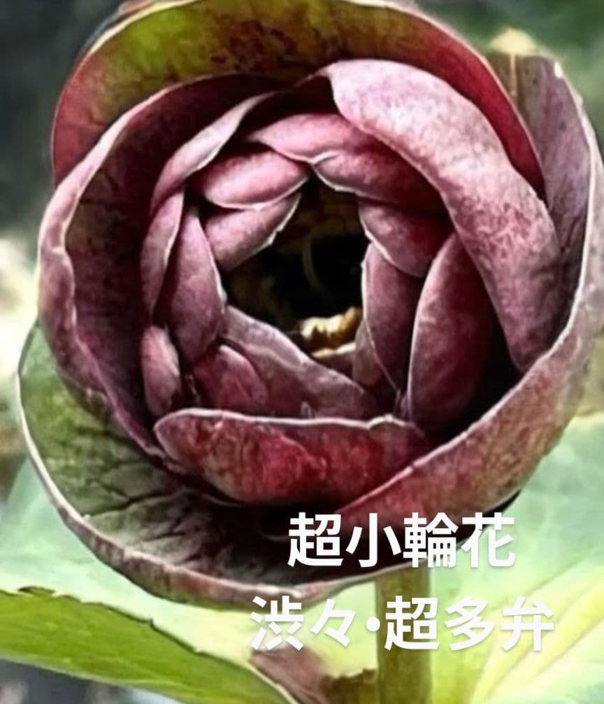 ★クリスマスローズ：希少！広瀬園芸・【手毬咲き渋可愛い個性派！！】蕾付