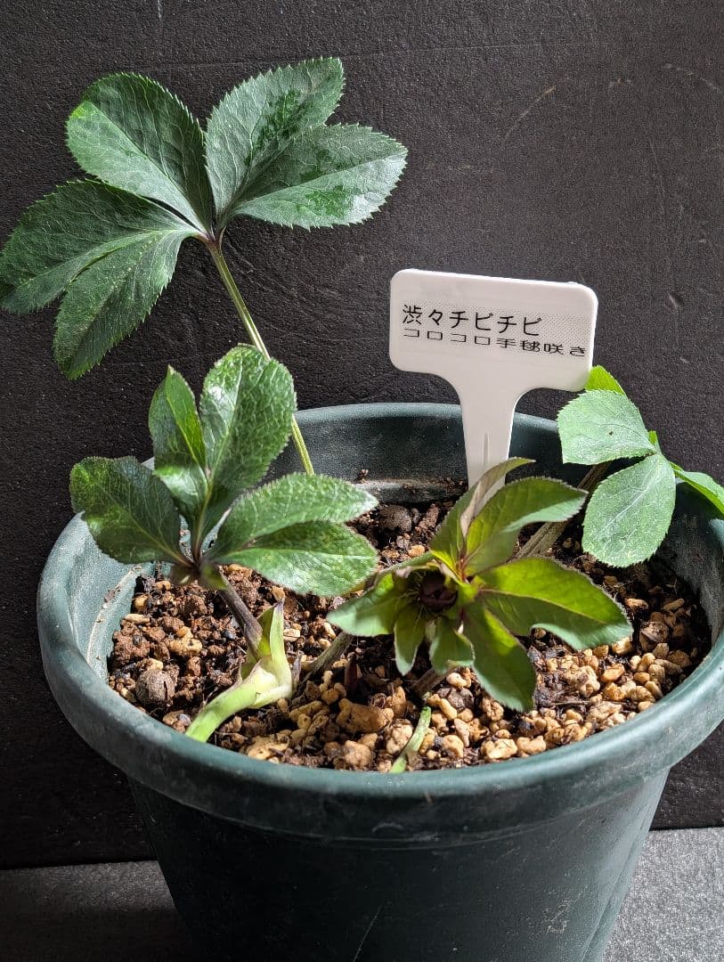 ★クリスマスローズ：希少！広瀬園芸・【手毬咲き渋可愛い個性派！！】蕾付