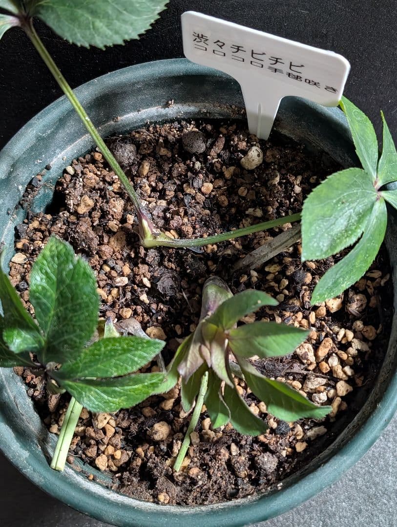 ★クリスマスローズ：希少！広瀬園芸・【手毬咲き渋可愛い個性派！！】蕾付