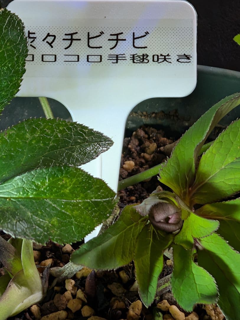 ★クリスマスローズ：希少！広瀬園芸・【手毬咲き渋可愛い個性派！！】蕾付