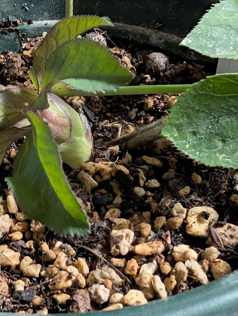 ★クリスマスローズ：希少！広瀬園芸・【手毬咲き渋可愛い個性派！！】蕾付