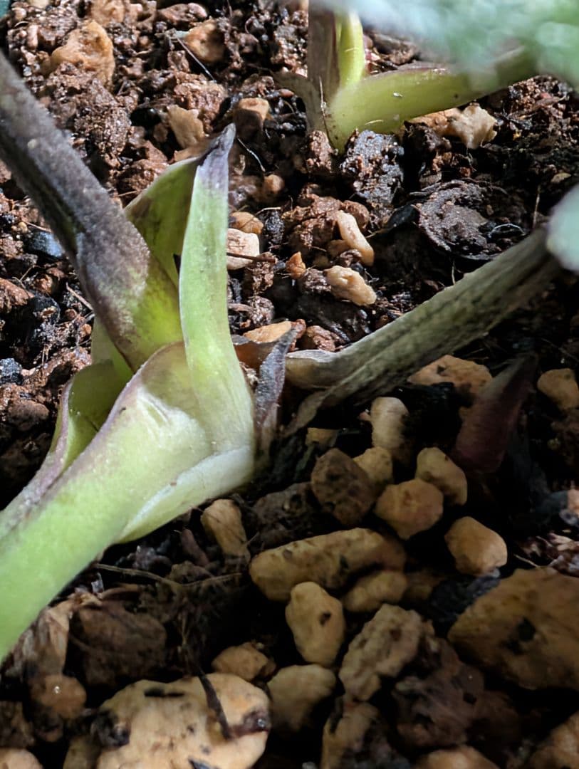 ★クリスマスローズ：希少！広瀬園芸・【手毬咲き渋可愛い個性派！！】蕾付