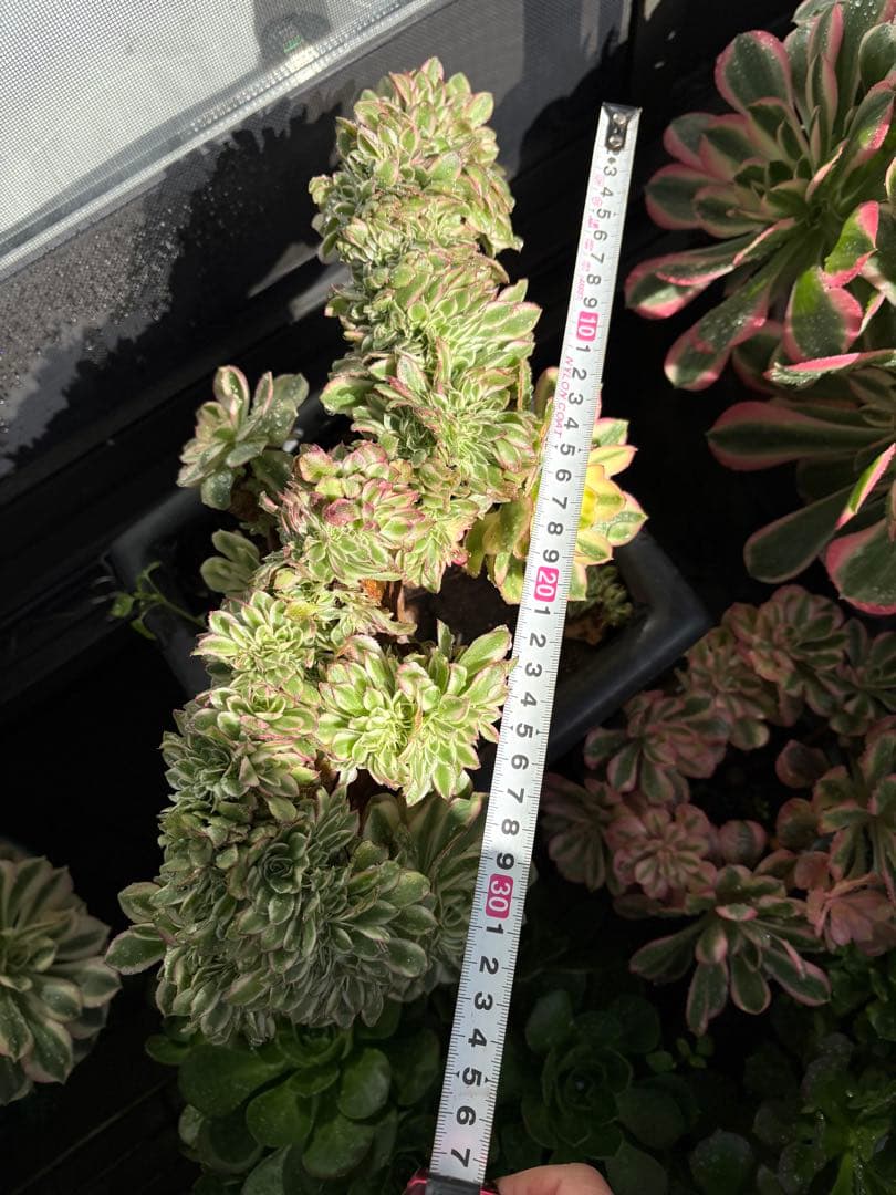 アエオニウム　傾城綴化