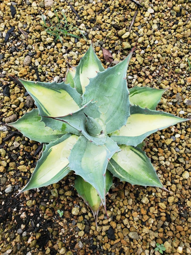 アガベ オバティフォリア　中斑　アウェイクニングエンジェル