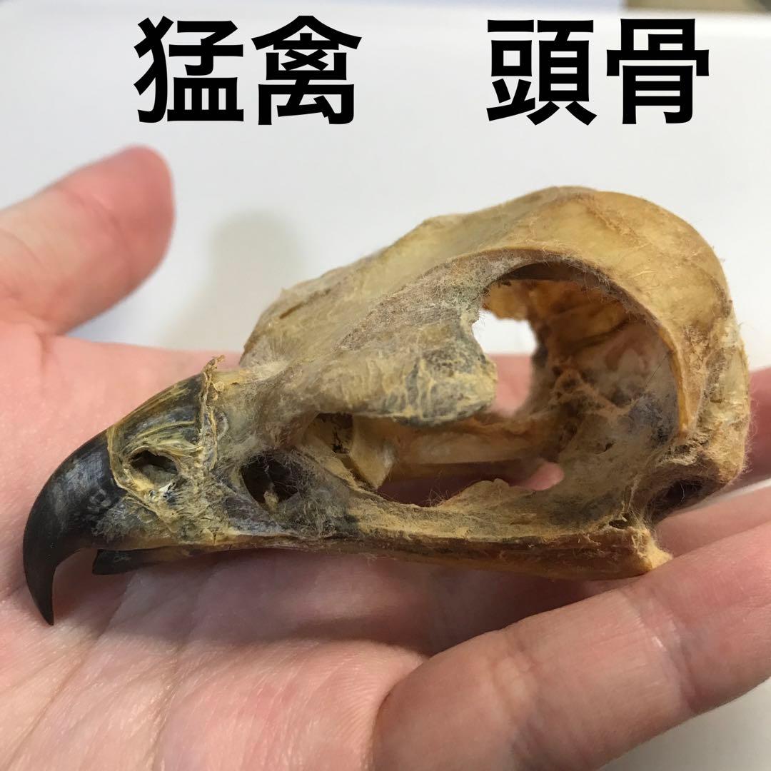 猛禽　頭骨　ワシ　タカ