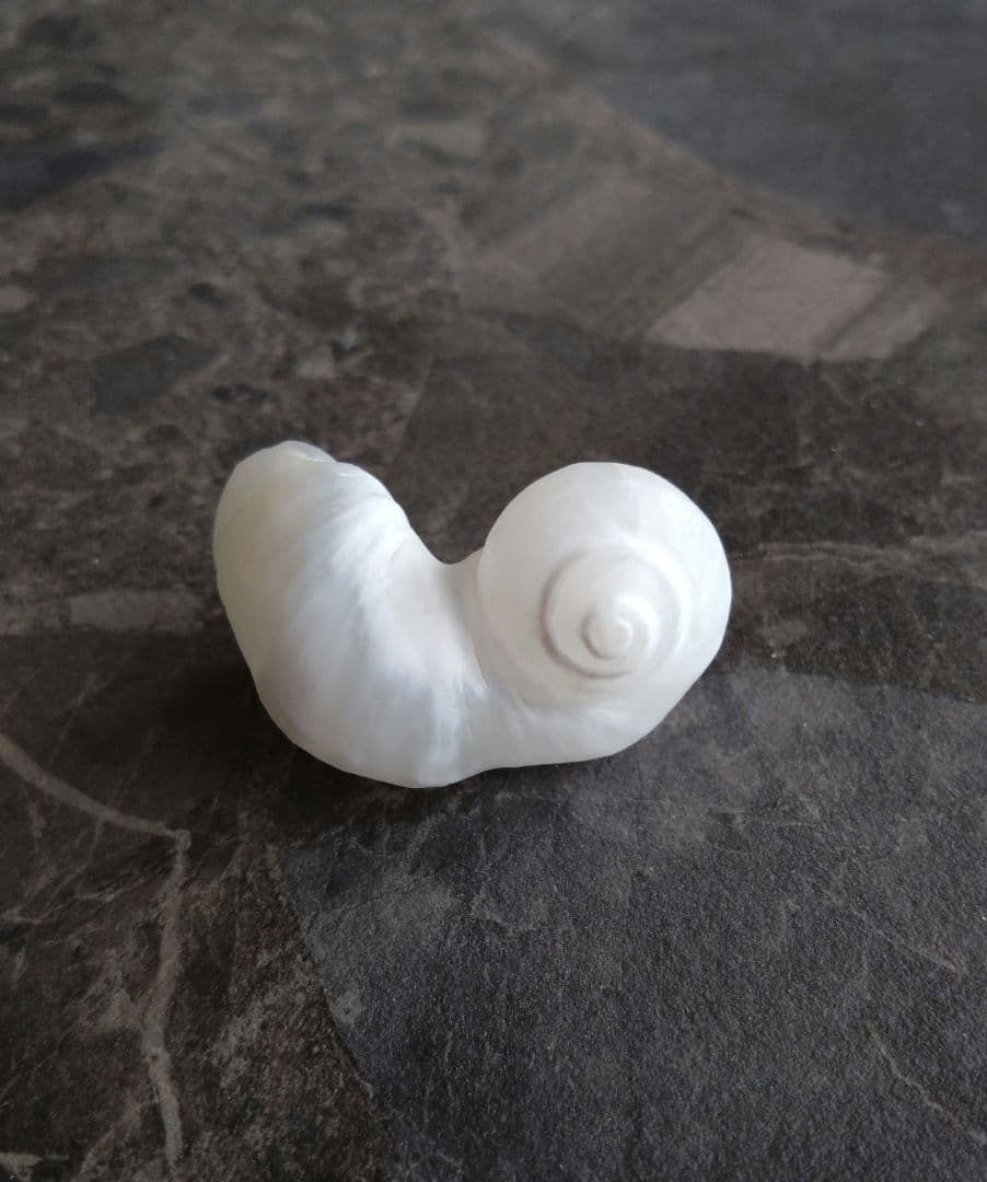 【希少】優美なお姿☆ ケオン パワーストーン 原石 イシカブラ 貝殻 標本 巻貝