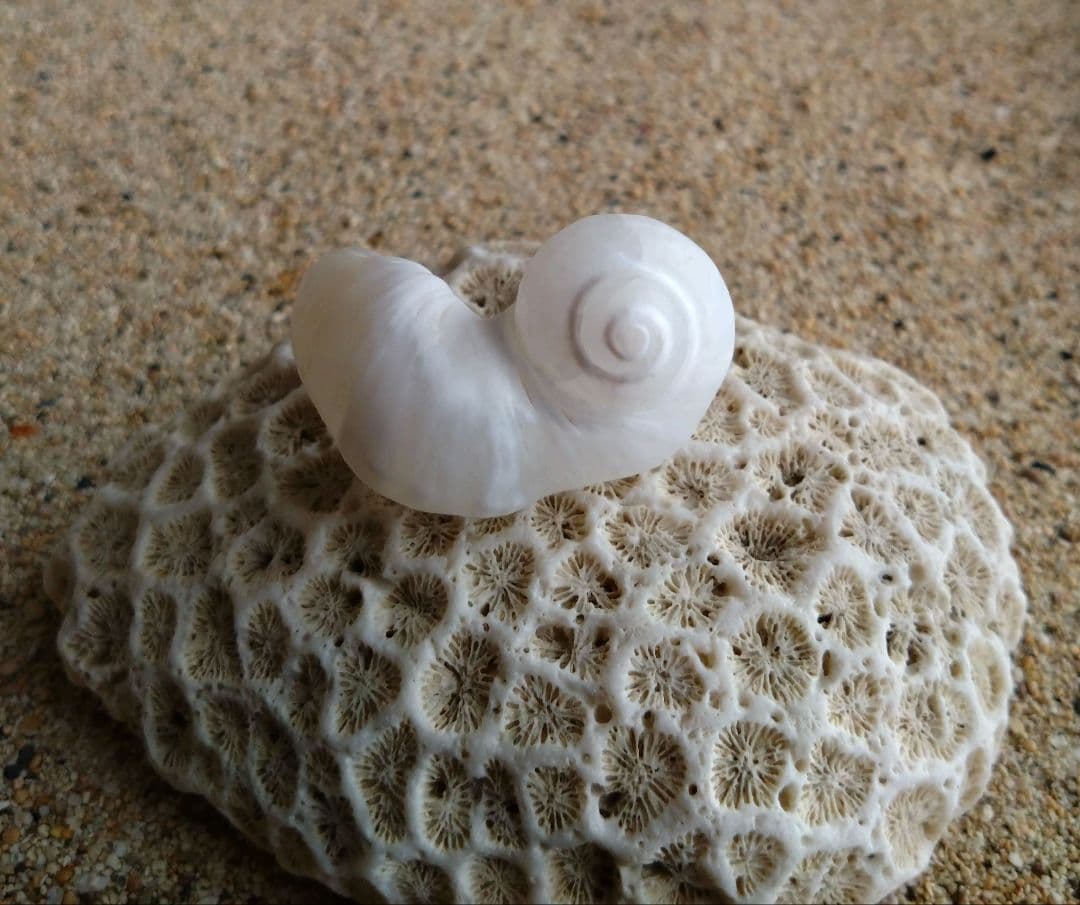 【希少】優美なお姿☆ ケオン パワーストーン 原石 イシカブラ 貝殻 標本 巻貝