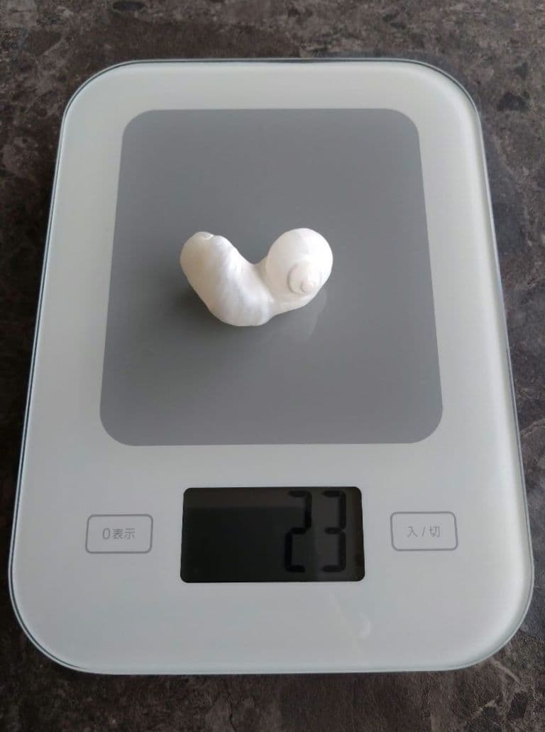 【希少】優美なお姿☆ ケオン パワーストーン 原石 イシカブラ 貝殻 標本 巻貝