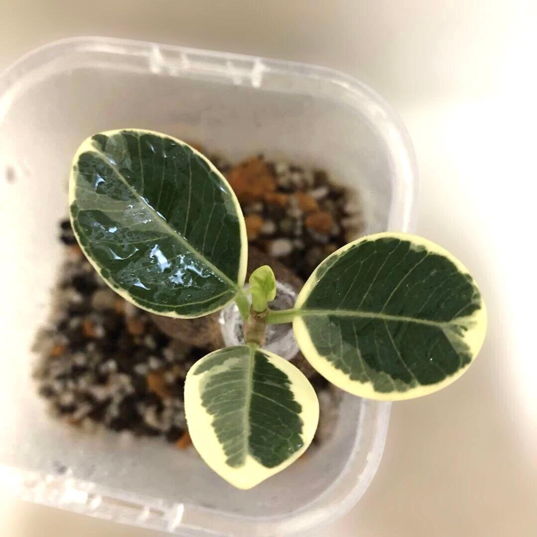 テト様　確認用