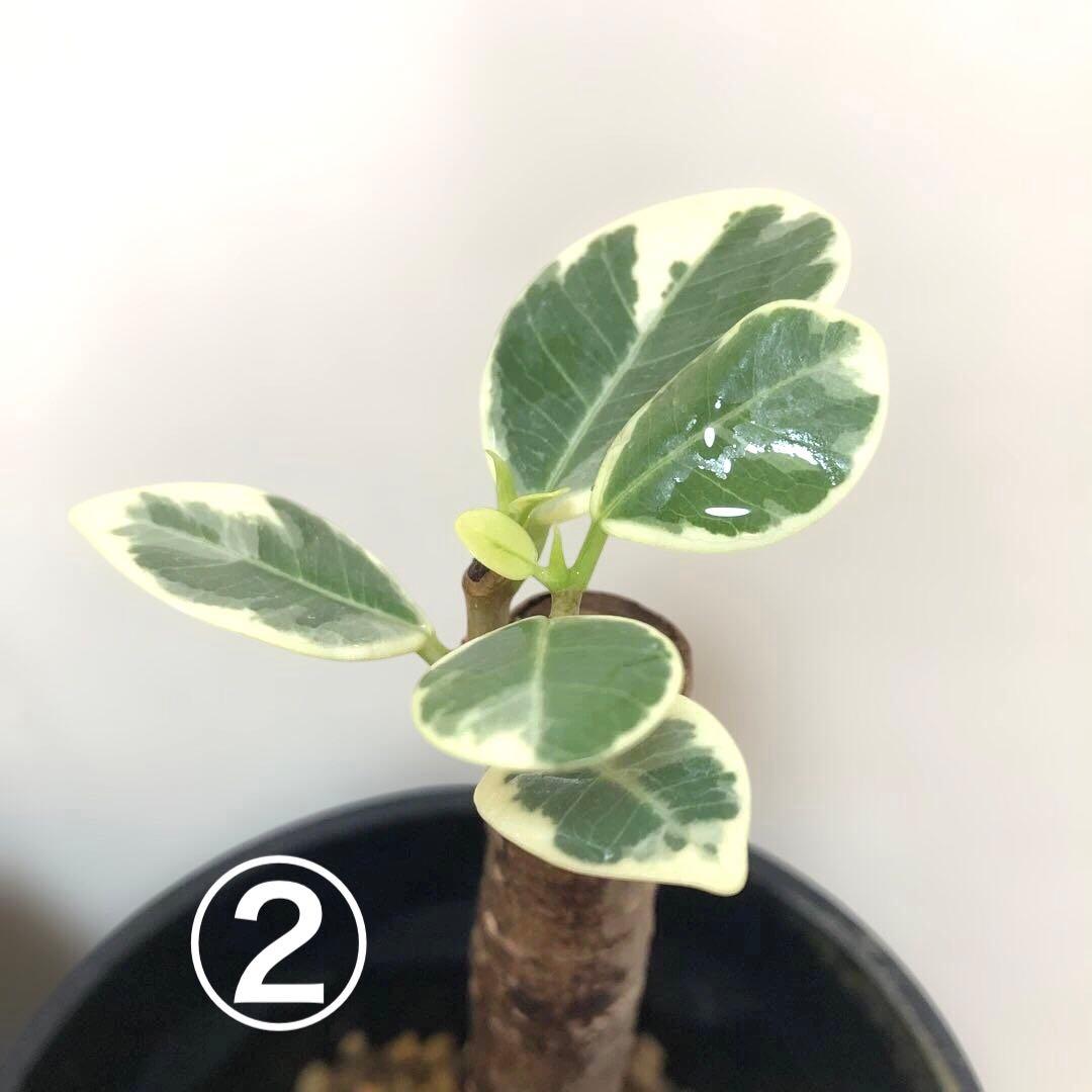 テト様　確認用