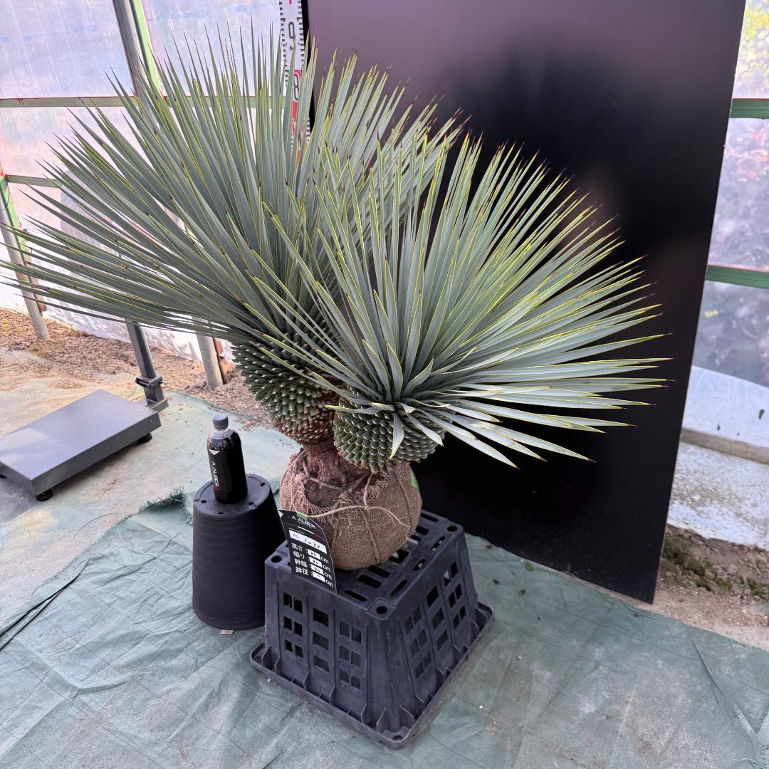 【AL1088】ユッカ　ロストラータ