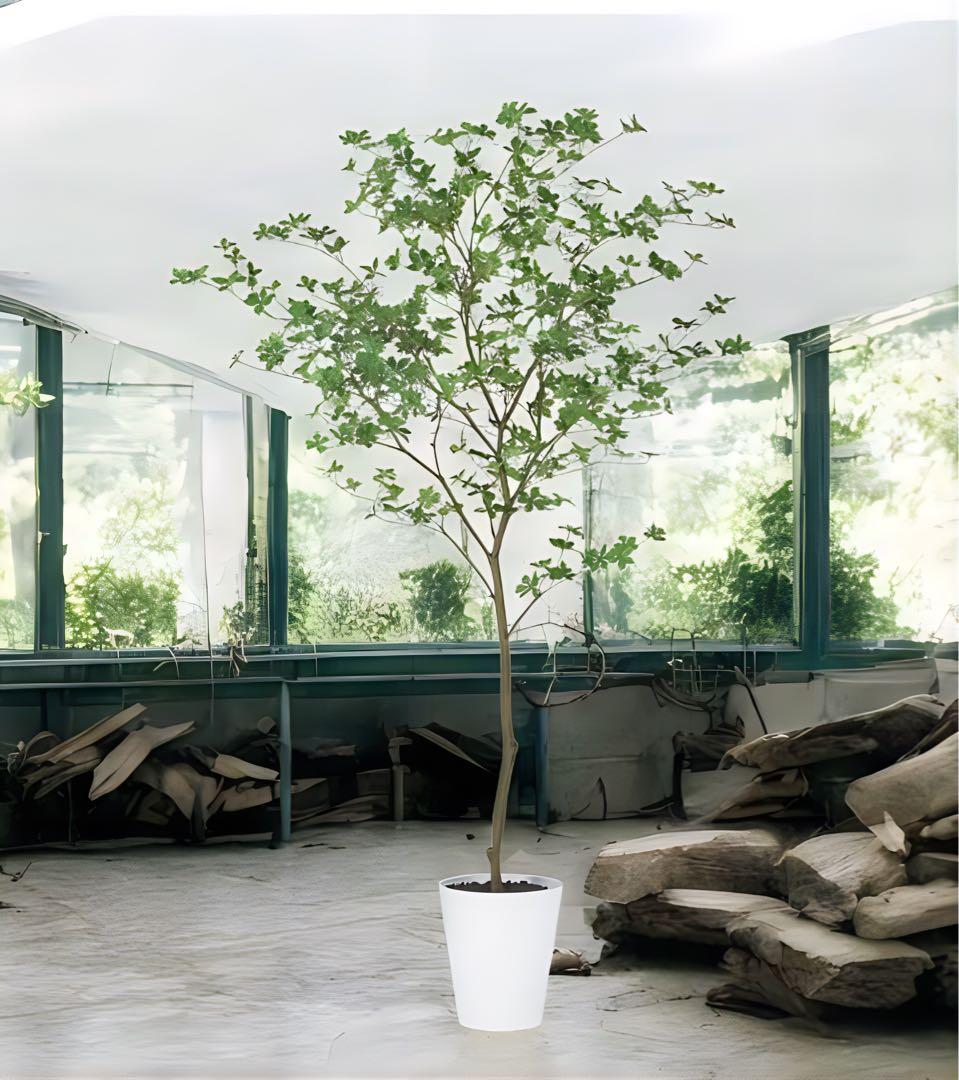 光触媒　人工観葉植物　ウ　フェイクグリーン　ドウダンツツジ200FST