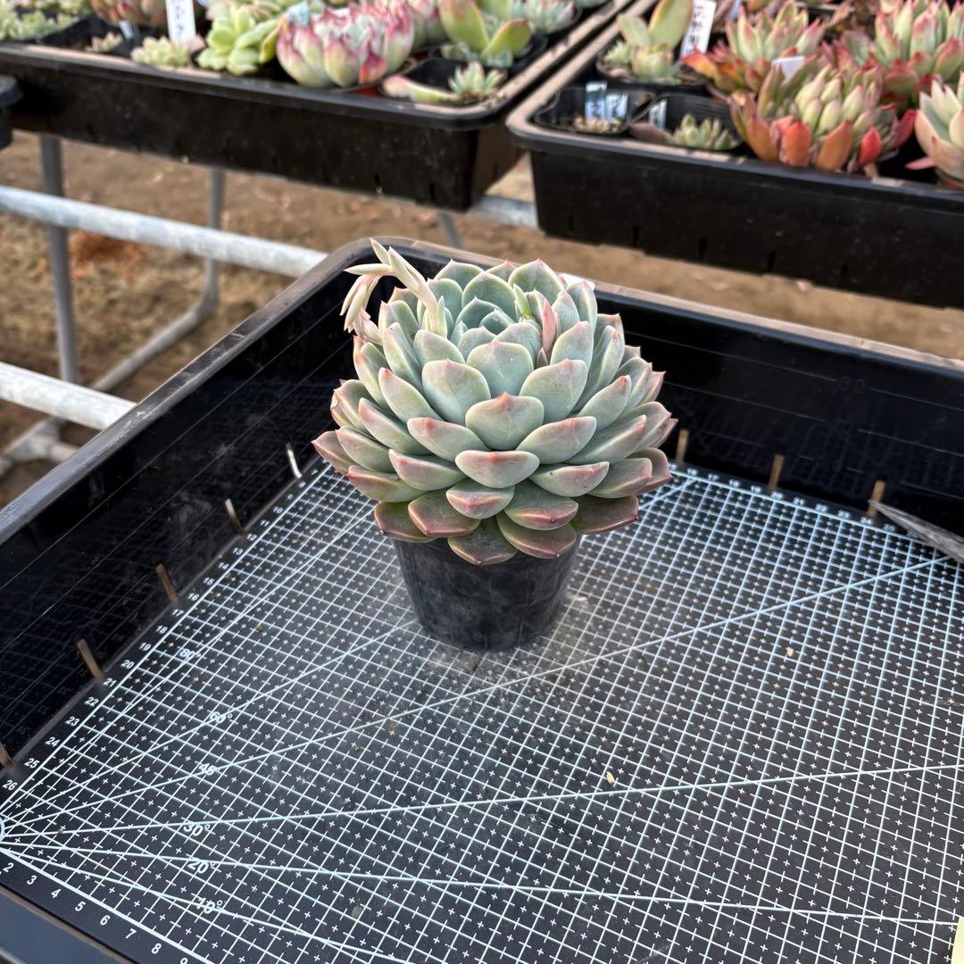 80 グラスランプ 特大 カット苗 多肉植物