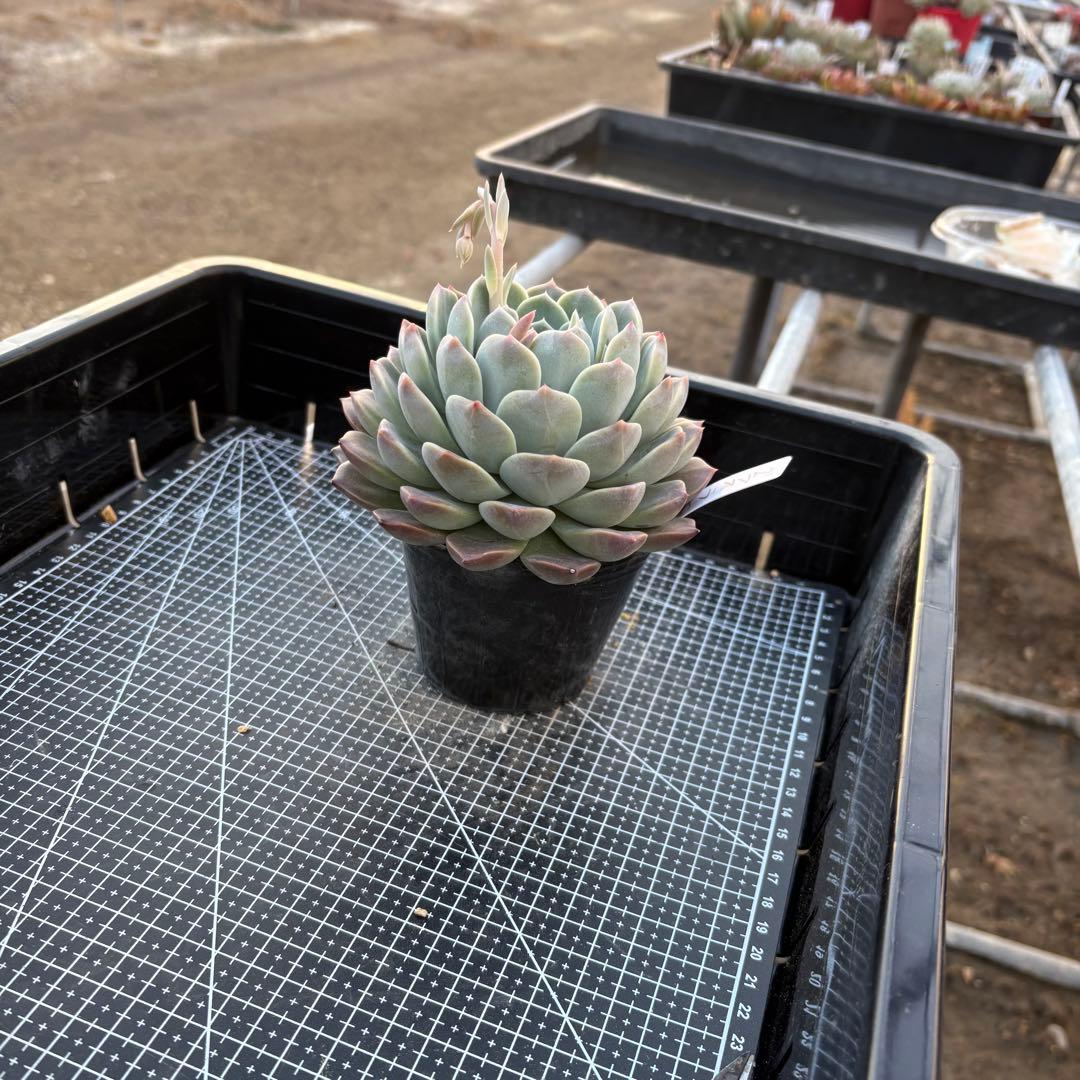 80 グラスランプ 特大 カット苗 多肉植物