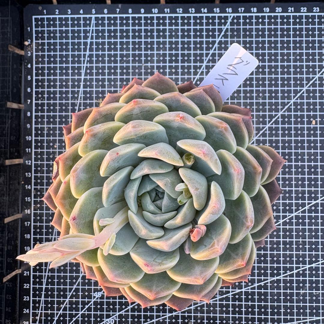 80 グラスランプ 特大 カット苗 多肉植物