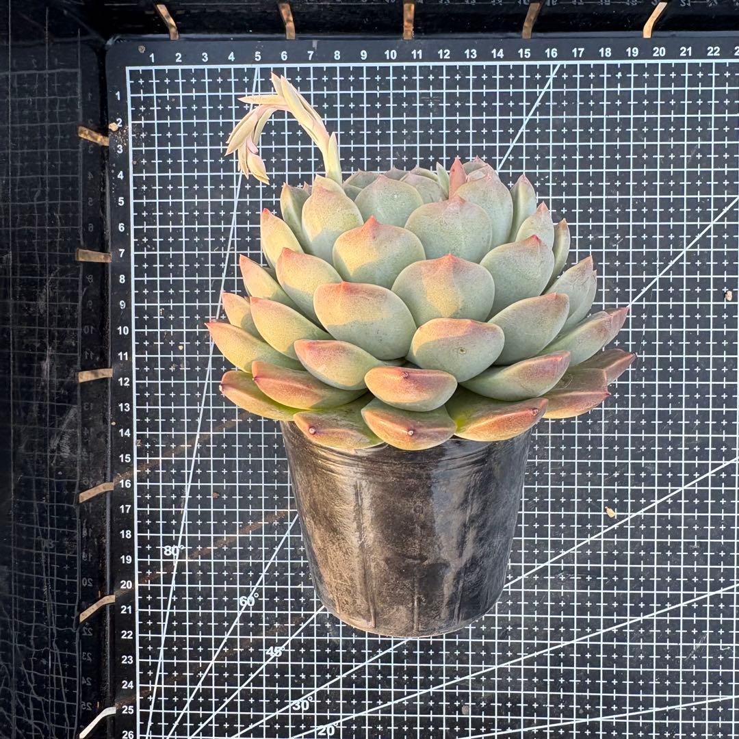 80 グラスランプ 特大 カット苗 多肉植物