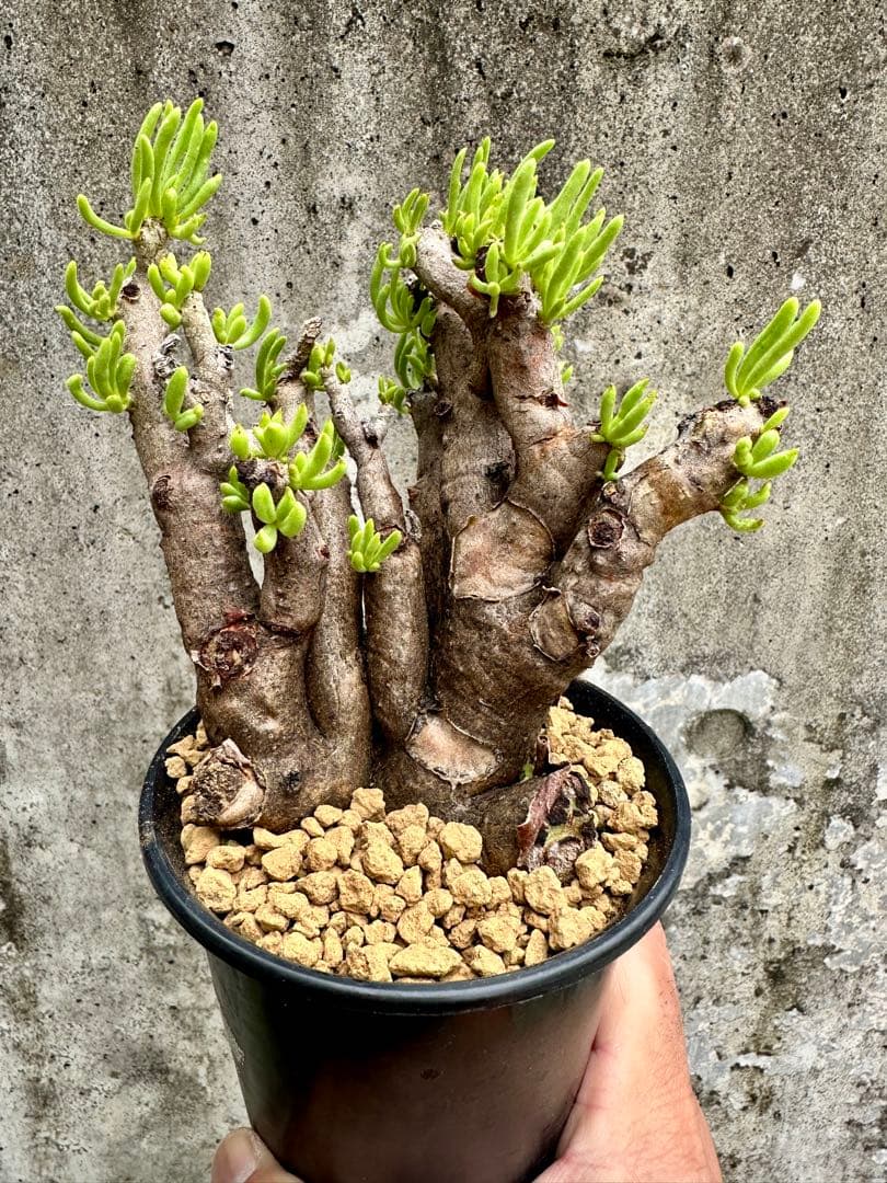 チレコドン　ハリー　大株　現地球　発根済み　美株　サボテン　ユーフォルビア