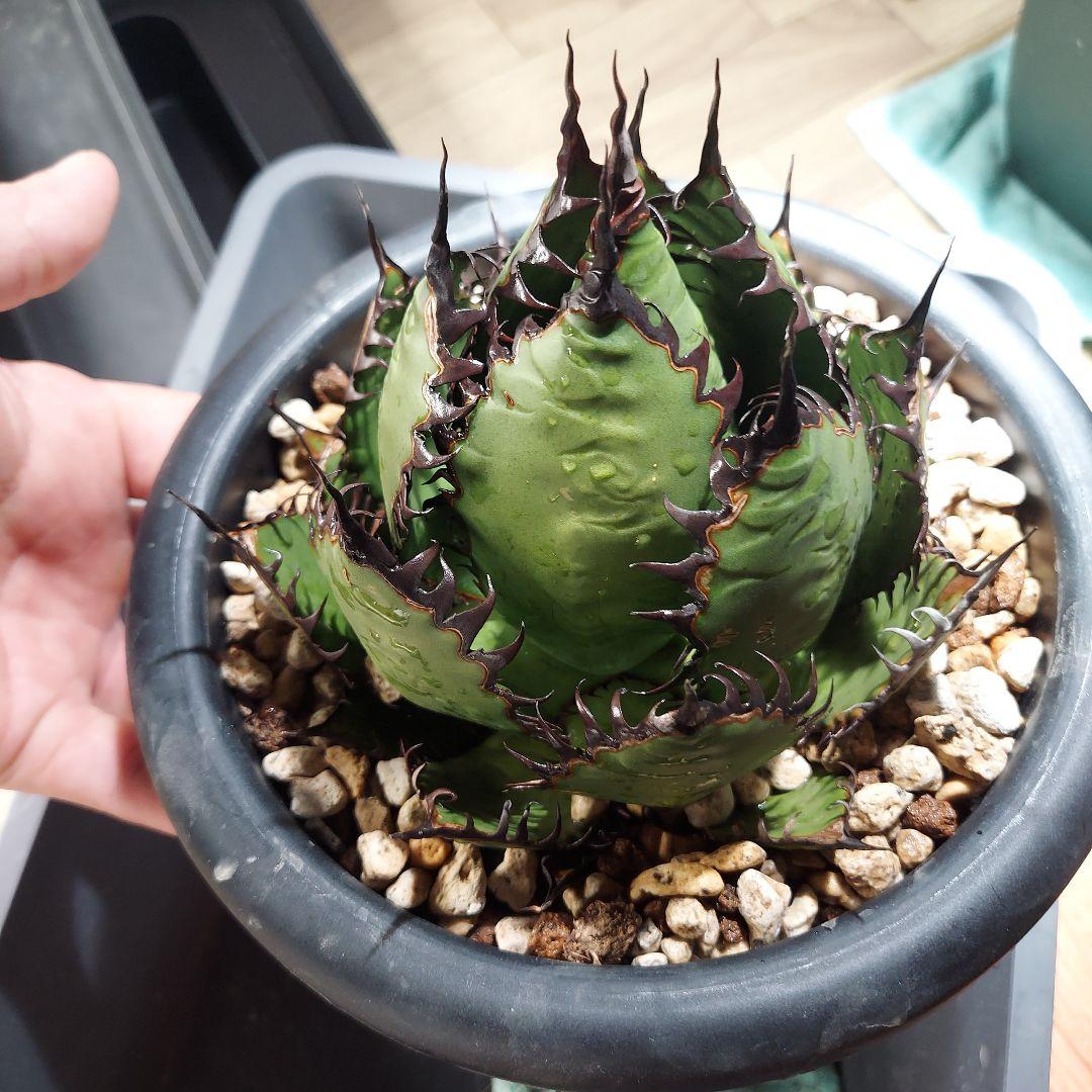 アガベ　ホリダ　陽炎　ボールタイプ　発根済み　鉢ごと発送　メルカリ便　ボタニカル