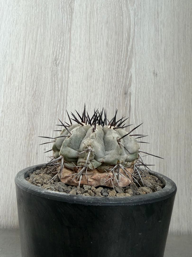 黒王丸　シネレア　コピアポア　発根済