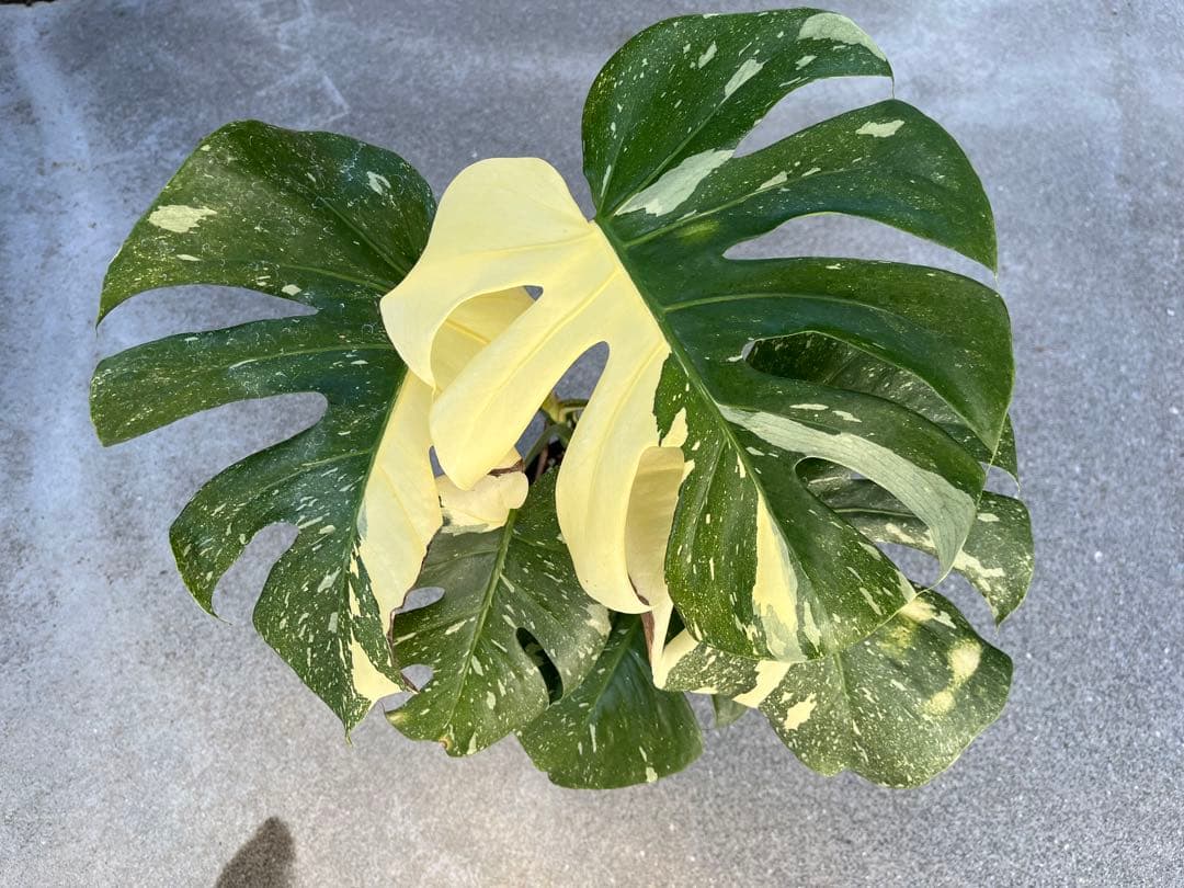 メ*1様 モンステラ デリシオーサ タイコンステレーション 検索 プラチナム レ