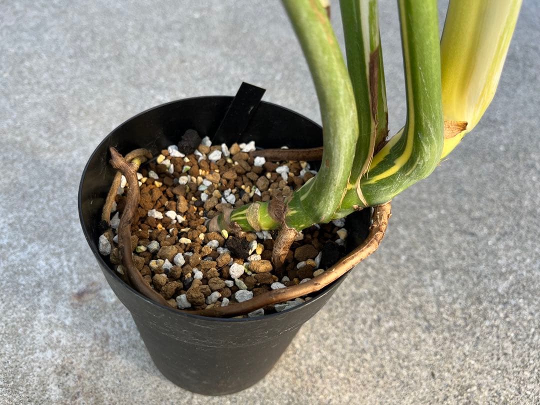 メ*1様 モンステラ デリシオーサ タイコンステレーション 検索 プラチナム レ