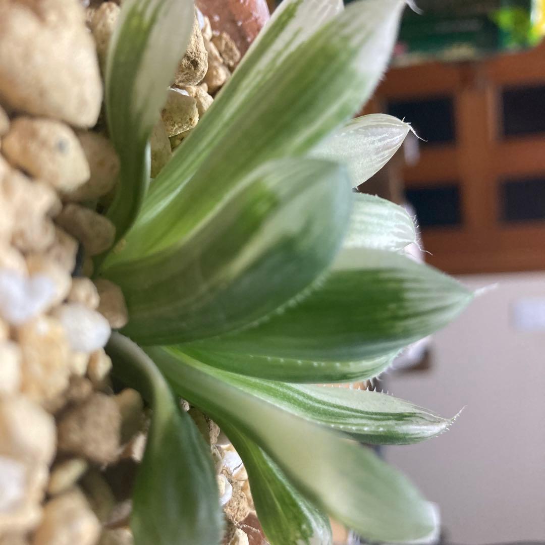 セール　ハオルチア　白蛇伝