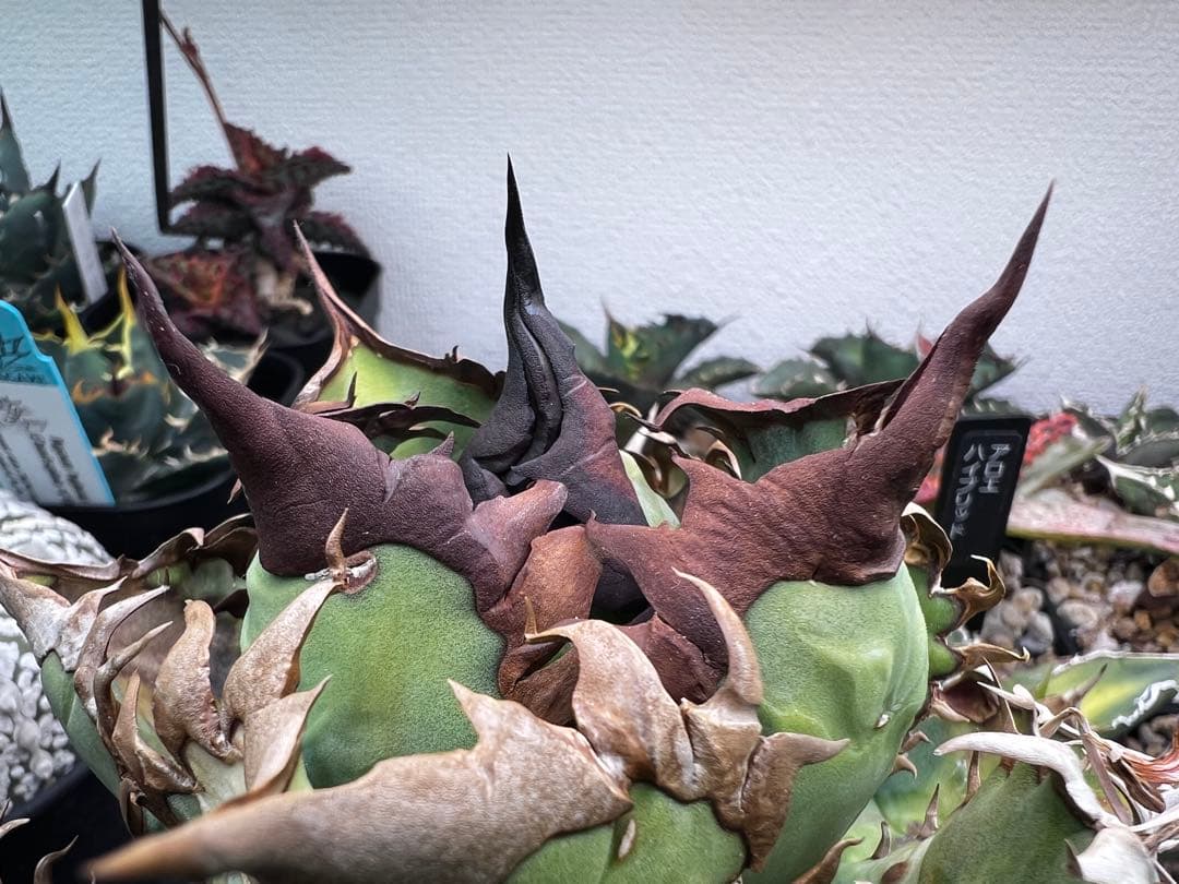 【子株出品】アガベ オテロイ 実生選抜カキコ① ※4枚目