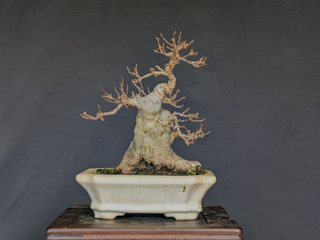 楓　カエデ　ミニ盆栽　小品盆栽　太幹