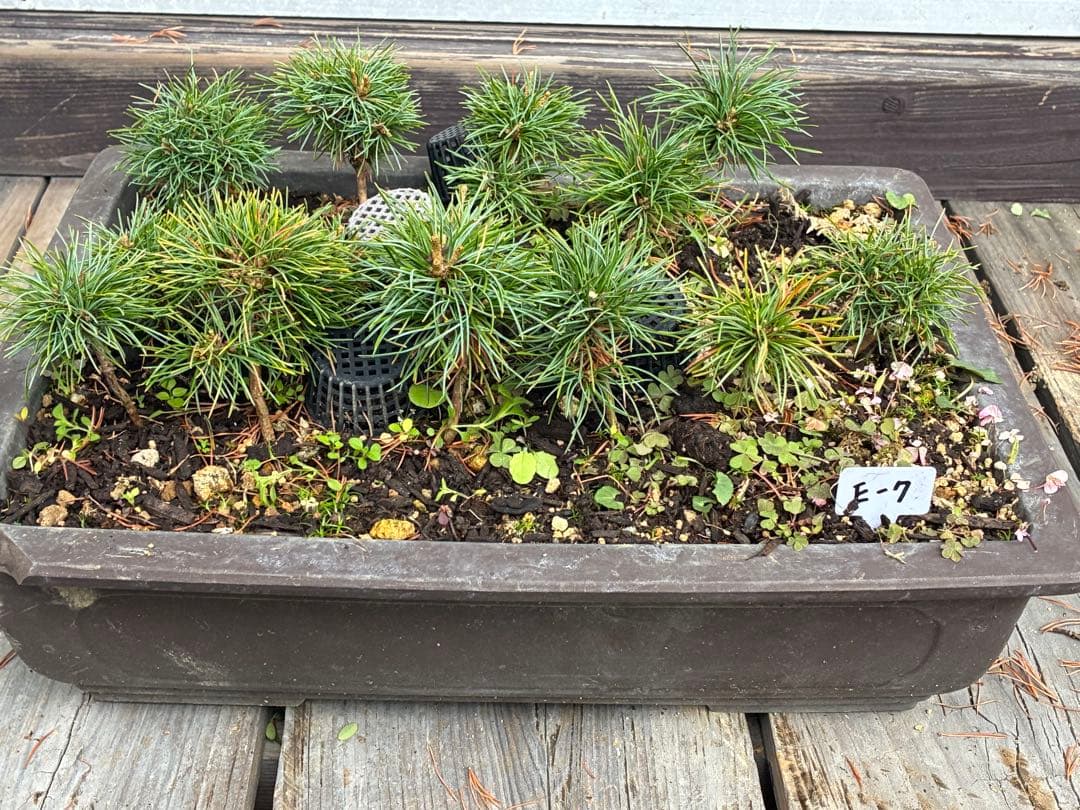 14本セット ★盆栽★ 赤石五葉松　 E-7 ★愛媛県より発送★