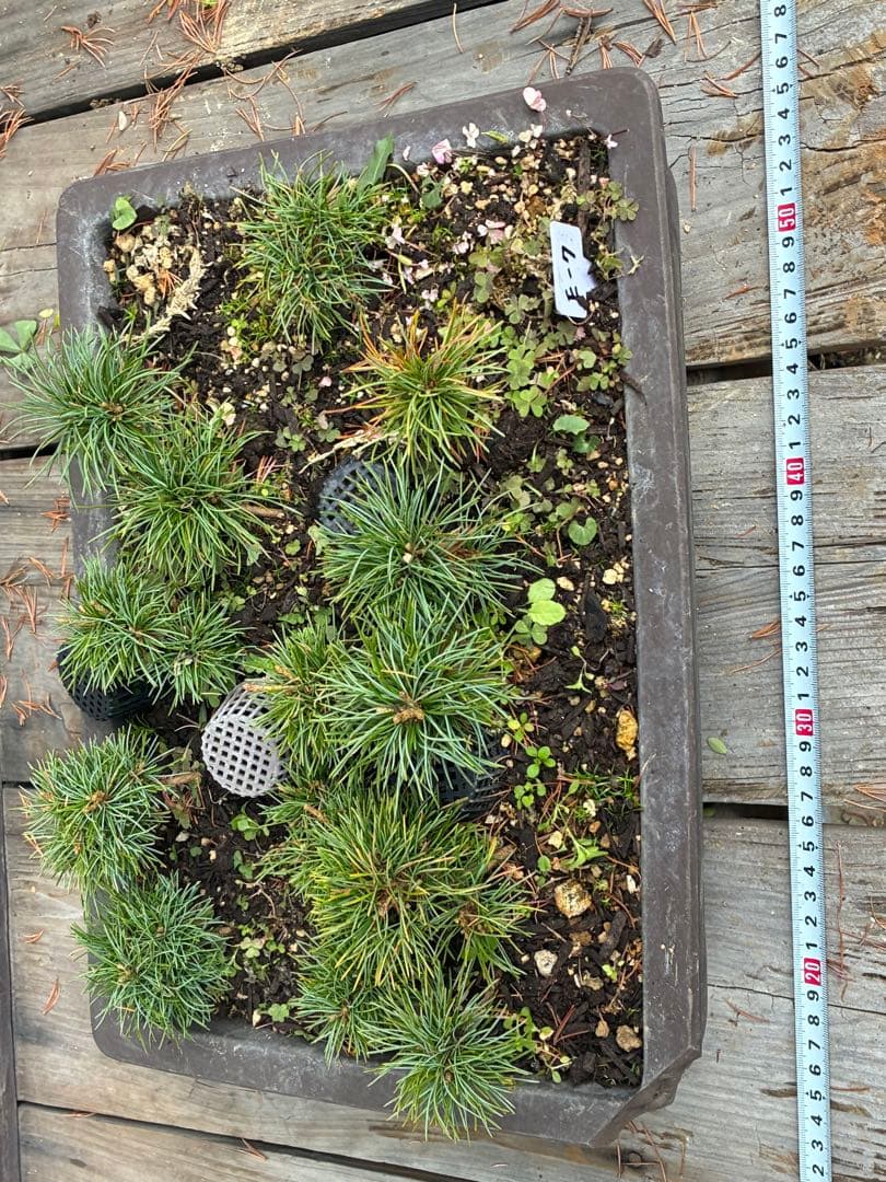 14本セット ★盆栽★ 赤石五葉松　 E-7 ★愛媛県より発送★