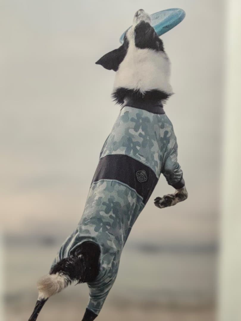 ALPHAICON FULL DOG GUARD　4L（ブルー）