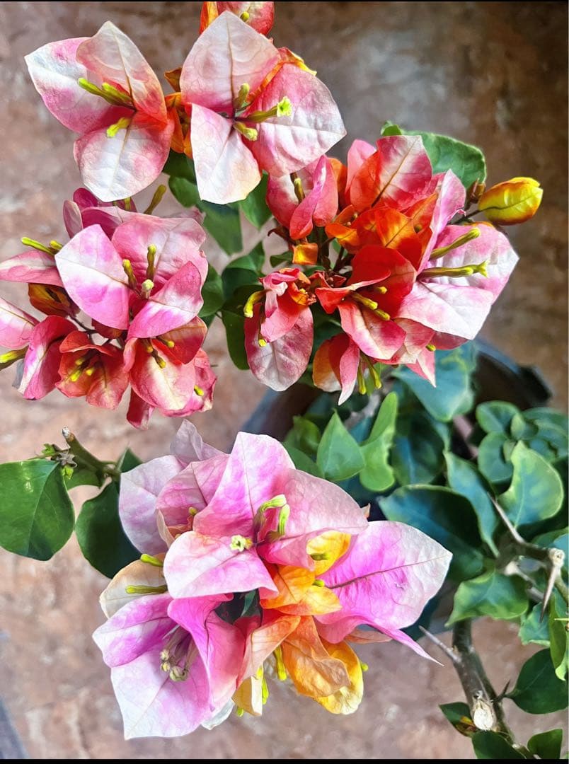 貴重な￼ブーゲンビリア大苗￼